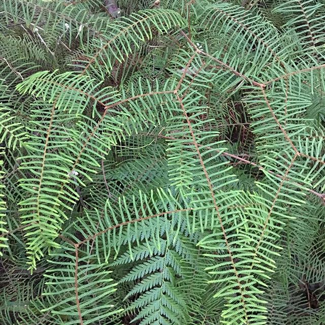 The architecture of things. Bracken#biodesign